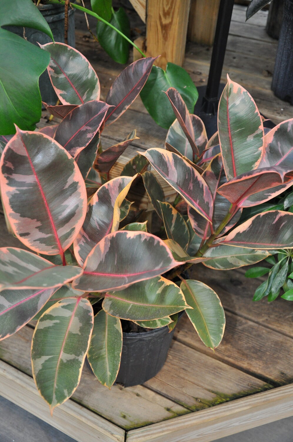 A multi-stemmed Ficus decora at a garden center. Note the stem shooting off the right. This will be an issue as the stem elongates and needs support since it will always grow at a slight right angle. ANDREW MESSINGER