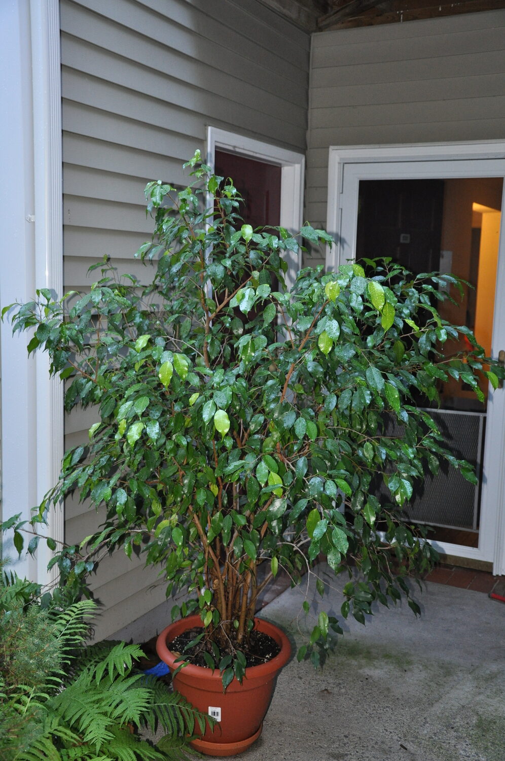 This is a multi-stemmed weeping fig, or Ficus benjamina. This healthy specimen lives outdoors from June through September, never receiving direct sunlight. Indoors, it receives bright light with some early morning sun. ANDREW MESSINGER