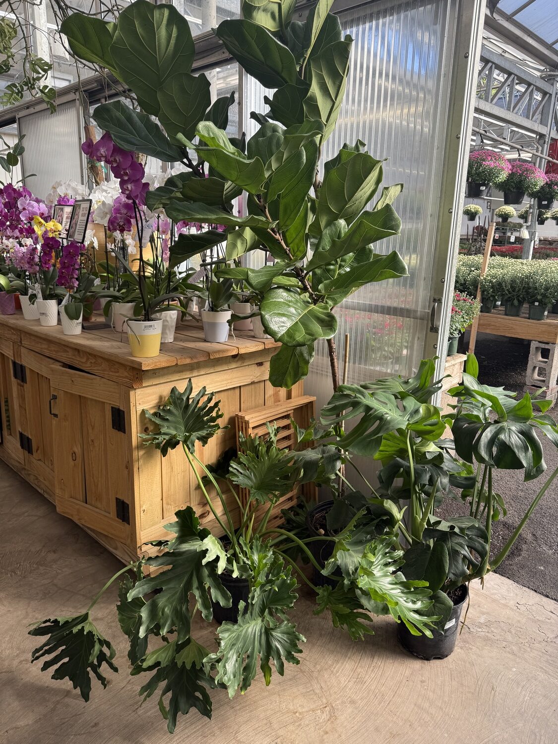 The tall, single-trunk plant in the back center is a fiddle leaf fig. The trunks often need staking and the leaves should be regularly dusted. ANDREW MESSINGER