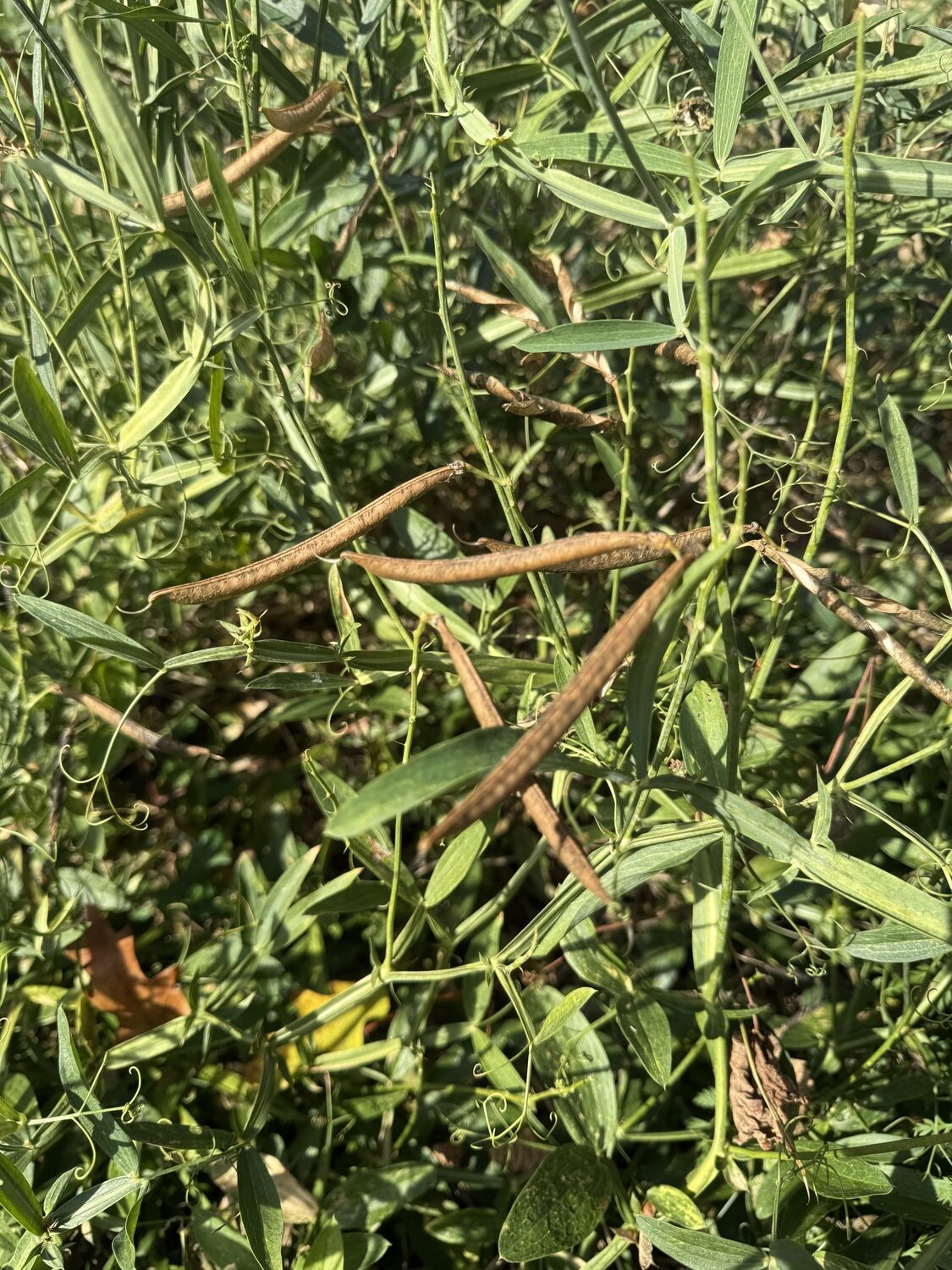 These 3-inch-long brown seed pods contain the seeds of our native wild pea. The pods of our native beach pea look very similar. The pods split open and send the seed flying, but when removed at this stage, the seed can easily be collected by just pressing on the pod, which will open to reveal tiny, dried pea seeds. Stored as noted; they can be put into peat pellets to germinate in the spring, or be sown directly in the garden. ANDREW MESSINGER