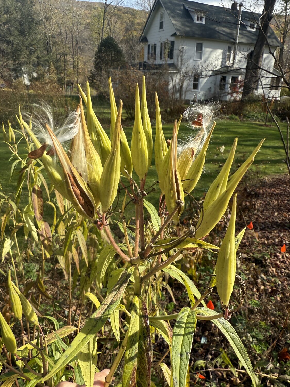 These are the seed heads of Asclepias incarnata “Cinderella,” one of the latest perennials that sets seeds in the fall. Each seed is attached to a fluffy parachute that allows the seed to be carried miles from the parent plant. If you open the pod just as it ripens, the seed can be extracted and the parachute removed. ANDREW MESSINGER