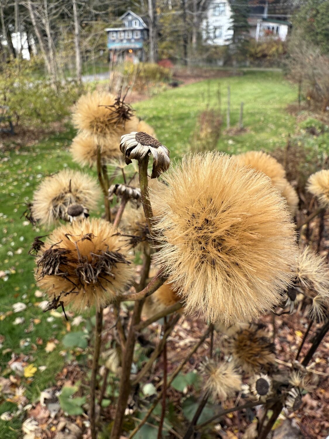 These are the flowers of a Ligularia that’s gone to seed. The seed needs to be carefully harvested so only the seed is saved and not chaff. The seed is actually not visible until you grab the fuzzy parts on top, pull them out and you’ll seed the black seed attached. ANDREW MESSINGER