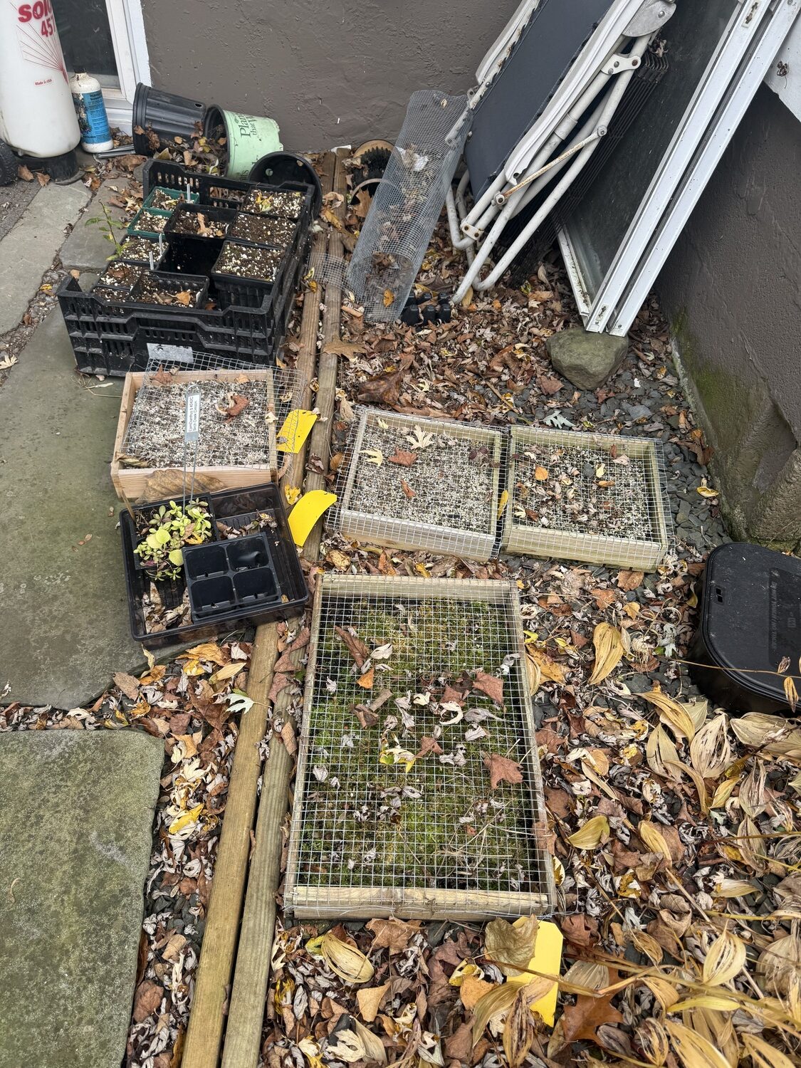 Wooden seed flats, right, covered with screen mesh and filled with soil and planted seeds, will remain outside from October until the seed germinates in the spring through summer of 2026. This is called vernalization or cold treatment. Some seeds require this in order to germinate, but you need to know which ones. ANDREW MESSINGER
