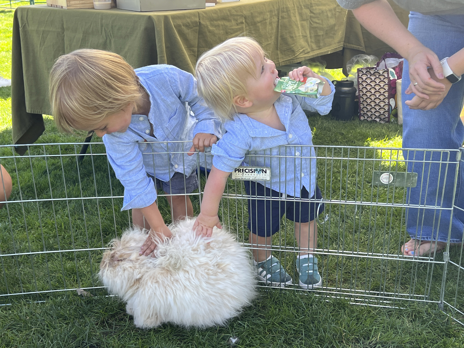 Julian and Everett Johnson check out the angora rabbit at Southamptonfest on Saturday.