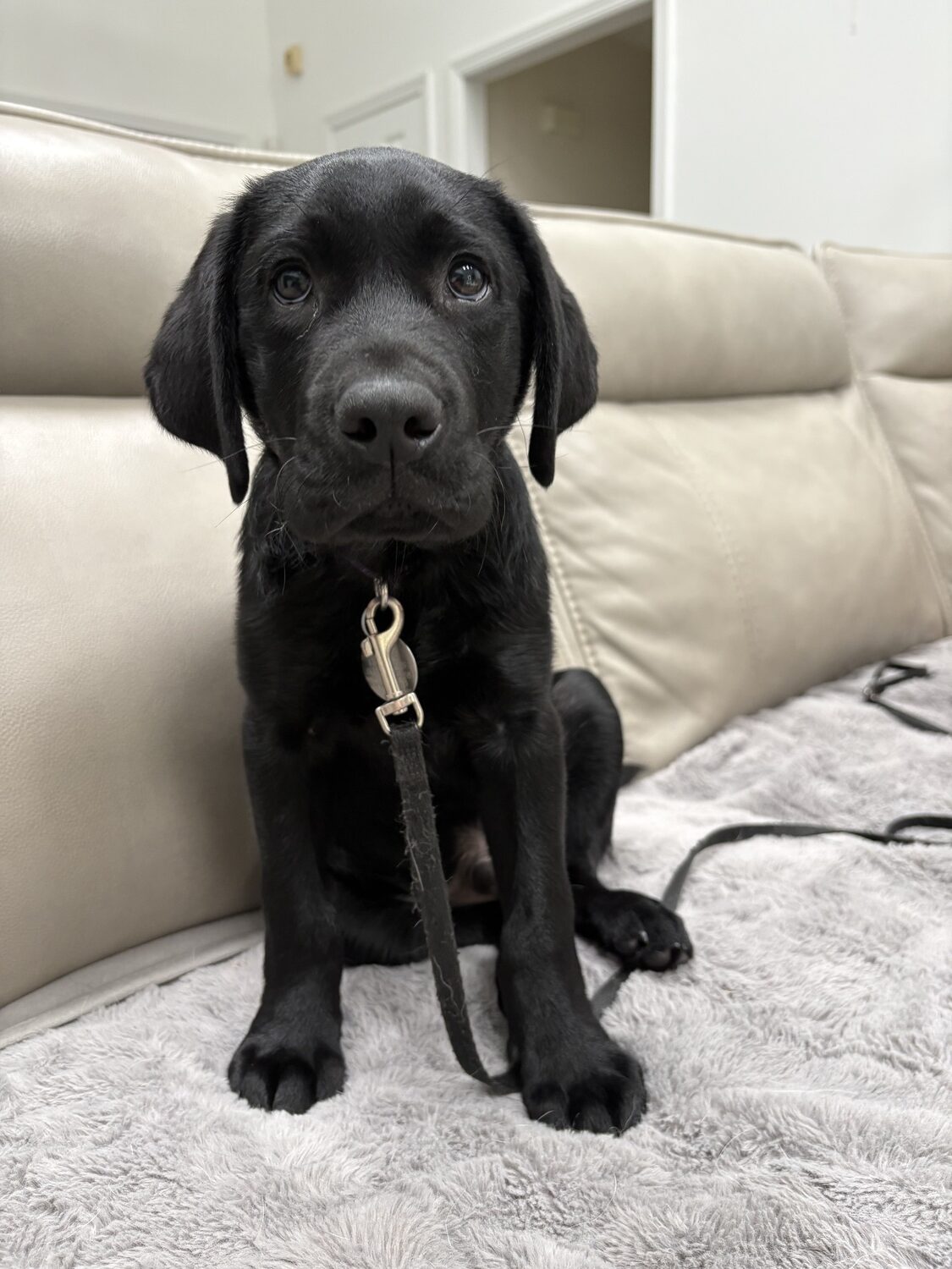 Hampton Bays resident Dorothy Marino is currently raising Jabba, a black lab puppy, for Canine Companions. After several weeks being raised by Marino, Jabba will move on to professional training as a service dog for the nationwide organization, which is currently seeking more volunteer puppy raisers. CAILIN RILEY
