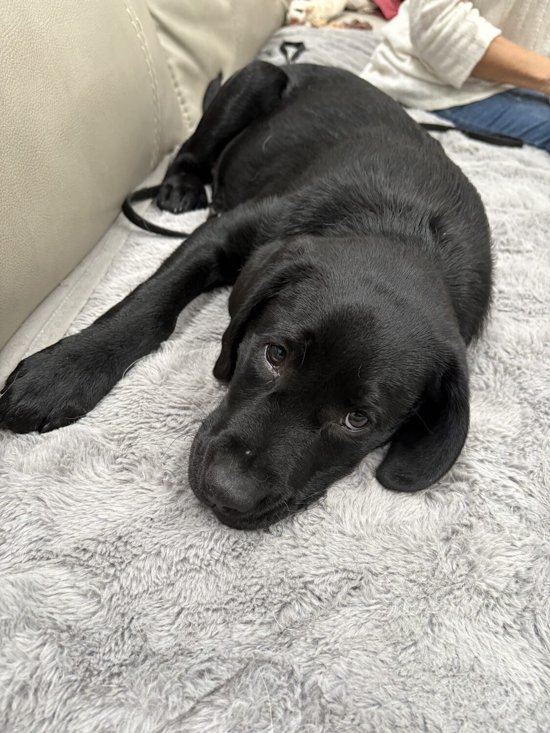 Hampton Bays resident Dorothy Marino is currently raising Jabba, a black lab puppy, for Canine Companions. After several weeks being raised by Marino, Jabba will move on to professional training as a service dog for the nationwide organization, which is currently seeking more volunteer puppy raisers. CAILIN RILEY