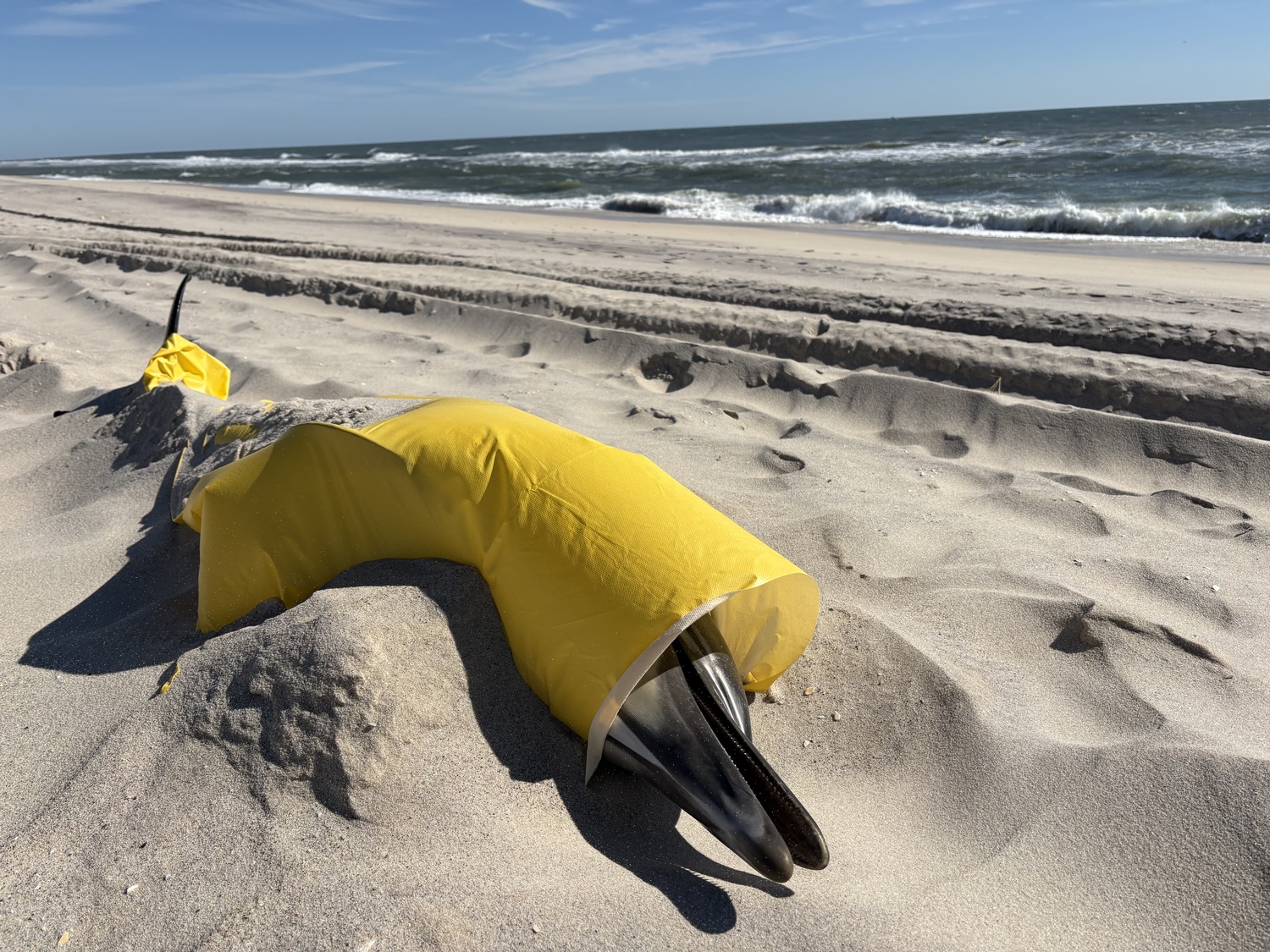 A female common dolphin washed up on the beach in Quogue, in distress, and ultimately died. Volunteers with the Atlantic Marine Conservation Society came to pick up the dolphin, with the help of Quogue Village workers, who assisted with a forklift. The Atlantic Marine Conservation Society will perform a necropsy to determine the cause of death. CAILIN RILEY