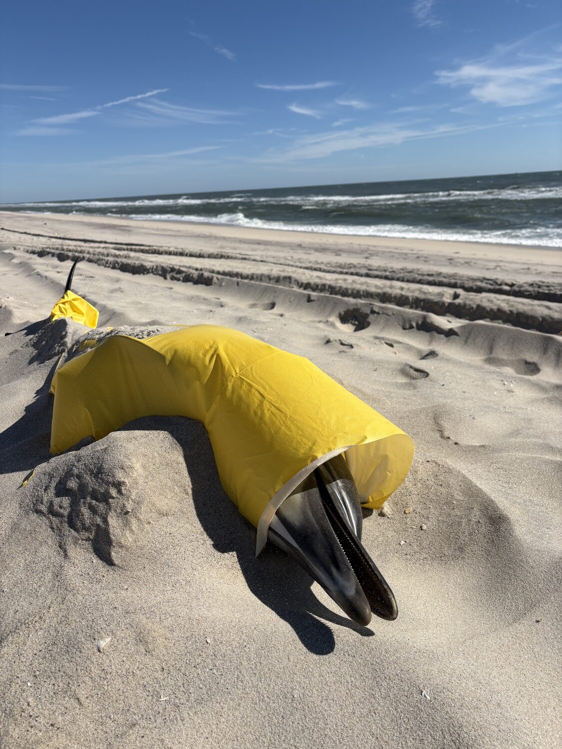 A female common dolphin washed up on the beach in Quogue, in distress, and ultimately died. Volunteers with the Atlantic Marine Conservation Society came to pick up the dolphin, with the help of Quogue Village workers, who assisted with a forklift. The Atlantic Marine Conservation Society will perform a necropsy to determine the cause of death. CAILIN RILEY