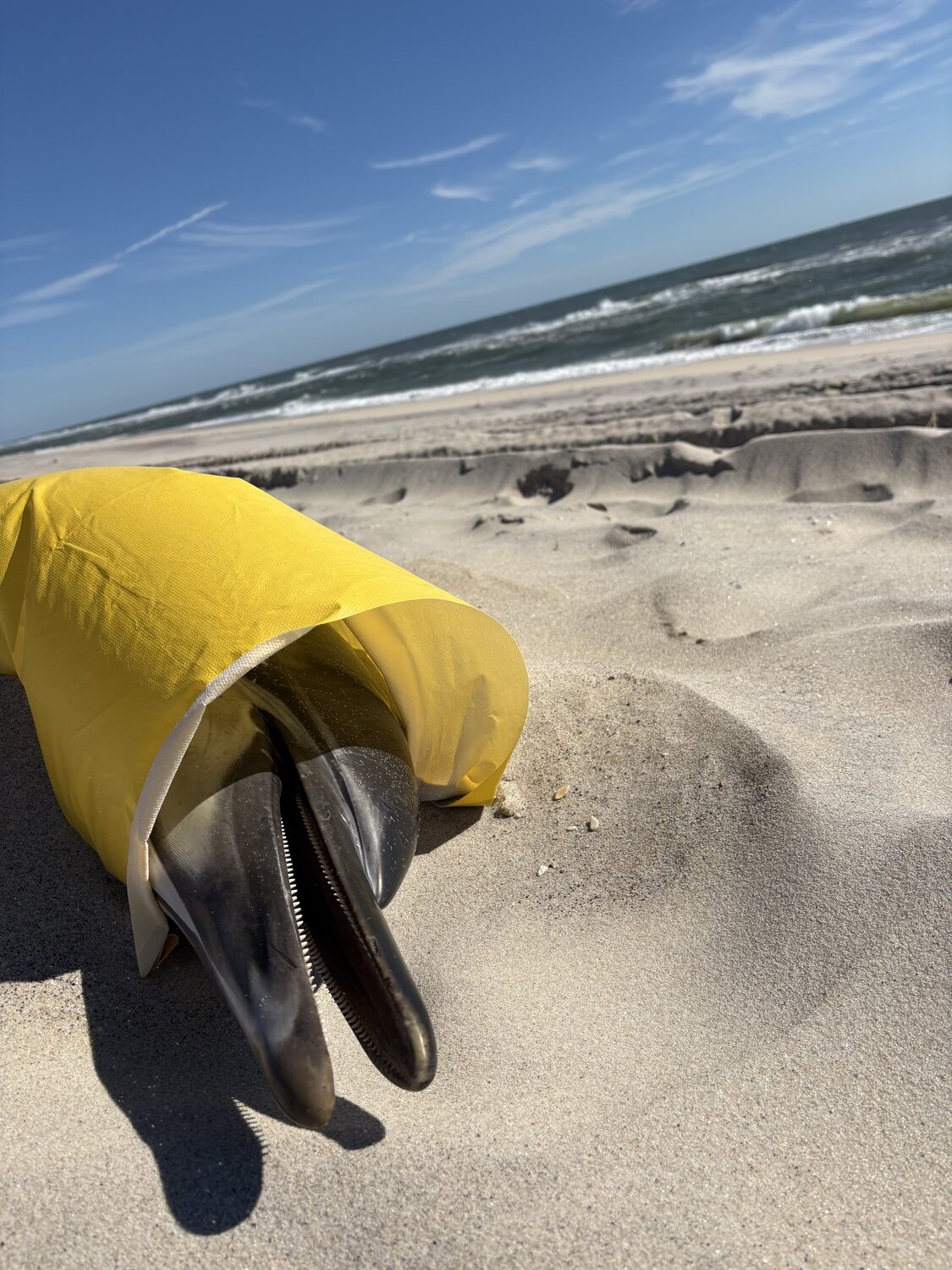 A female common dolphin washed up on the beach in Quogue, in distress, and ultimately died. Volunteers with the Atlantic Marine Conservation Society came to pick up the dolphin, with the help of Quogue Village workers, who assisted with a forklift. The Atlantic Marine Conservation Society will perform a necropsy to determine the cause of death. CAILIN RILEY