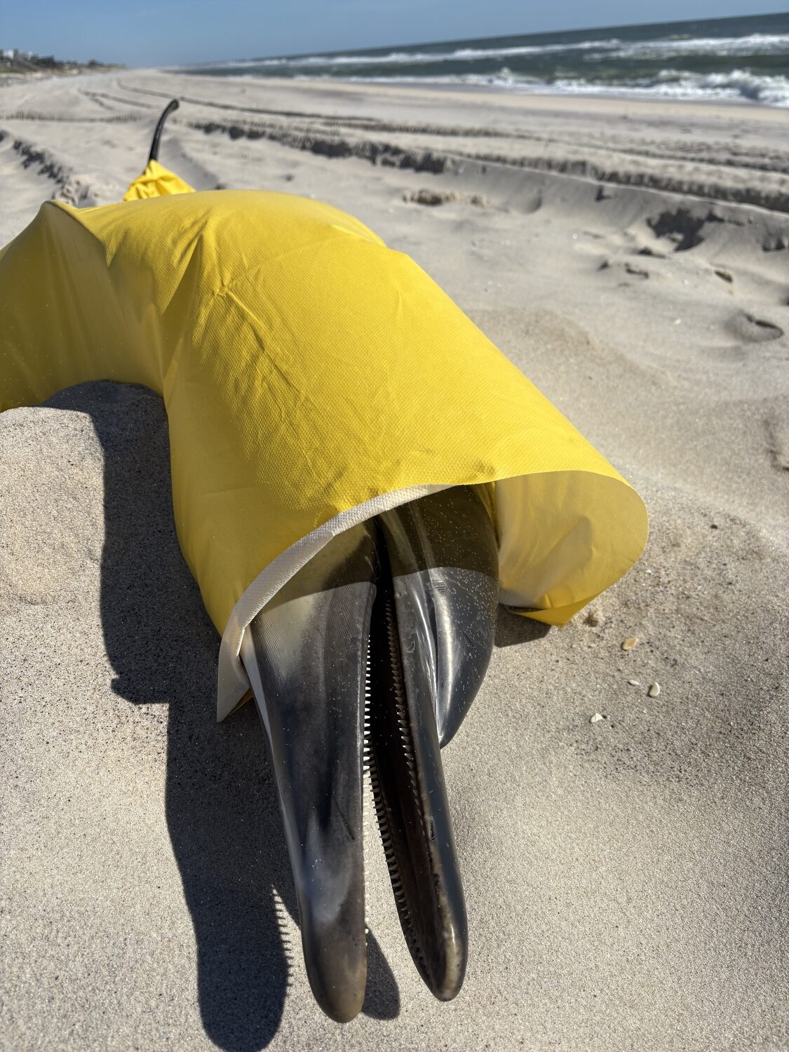 A female common dolphin washed up on the beach in Quogue, in distress, and ultimately died. Volunteers with the Atlantic Marine Conservation Society came to pick up the dolphin, with the help of Quogue Village workers, who assisted with a forklift. The Atlantic Marine Conservation Society will perform a necropsy to determine the cause of death. CAILIN RILEY