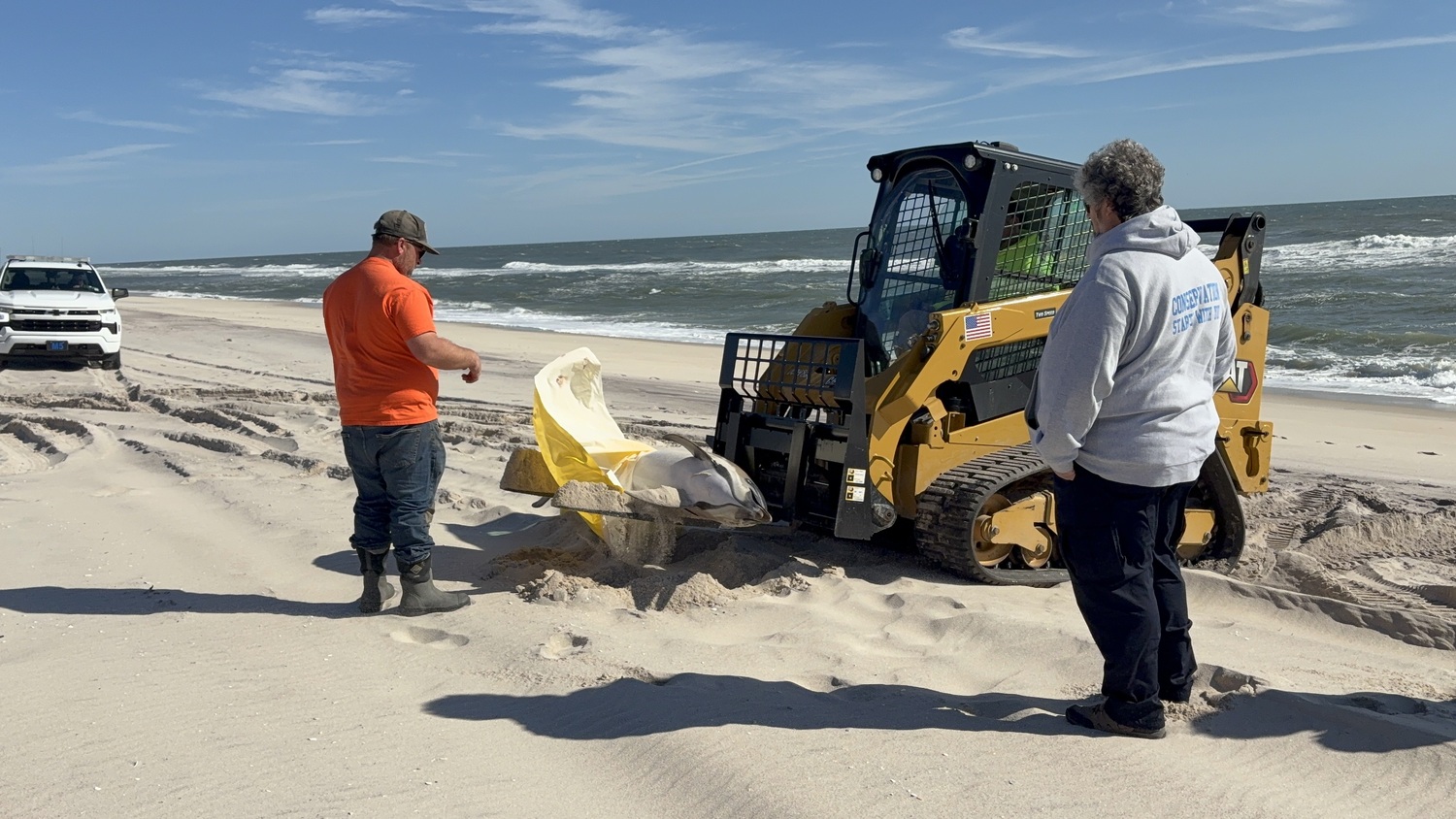 Female Dolphin In Distress on Quogue Beach Dies; Atlantic Marine Conservation Society Will Perform Necropsy – 27East