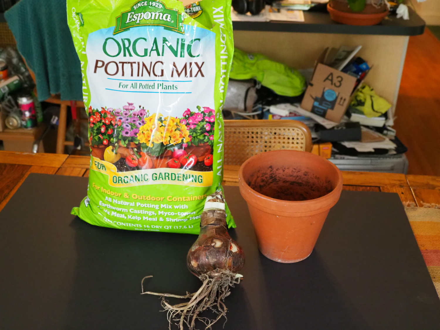Everything you need to get started: a bag of peat-lite potting soil (no fertilizer), a dormant amaryllis bulb and a pot just over 1 inch in diameter larger than the bulb. ANDREW MESSINGER