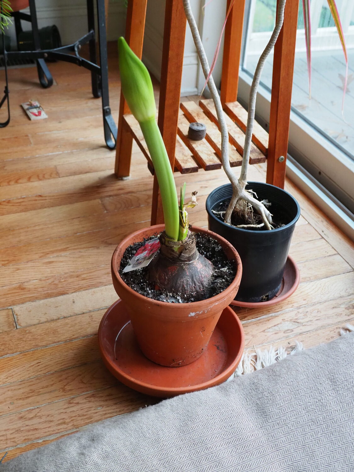 About four weeks after potting, the flower stalk is more than a foot tall. At the bottom of the stalk and to the right, you can see the tips of the leaves starting to emerge. The left lean of the stalk was a sign that the pot needed to be turned to straighten the growth. ANDREW MESSINGER