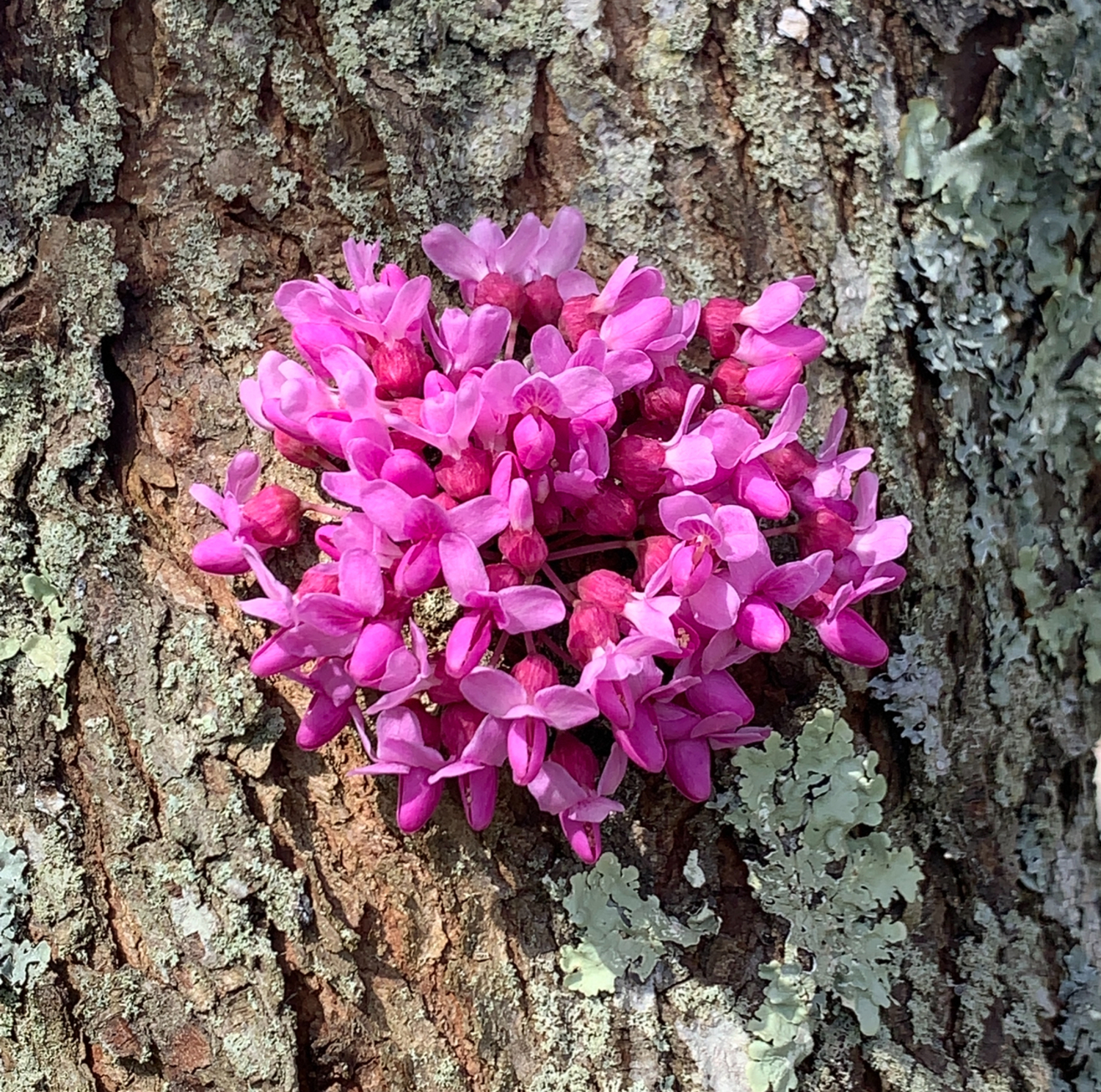 An Eastern redbud in bloom. COURTESY WESTHAMPTON GARDEN CLUB