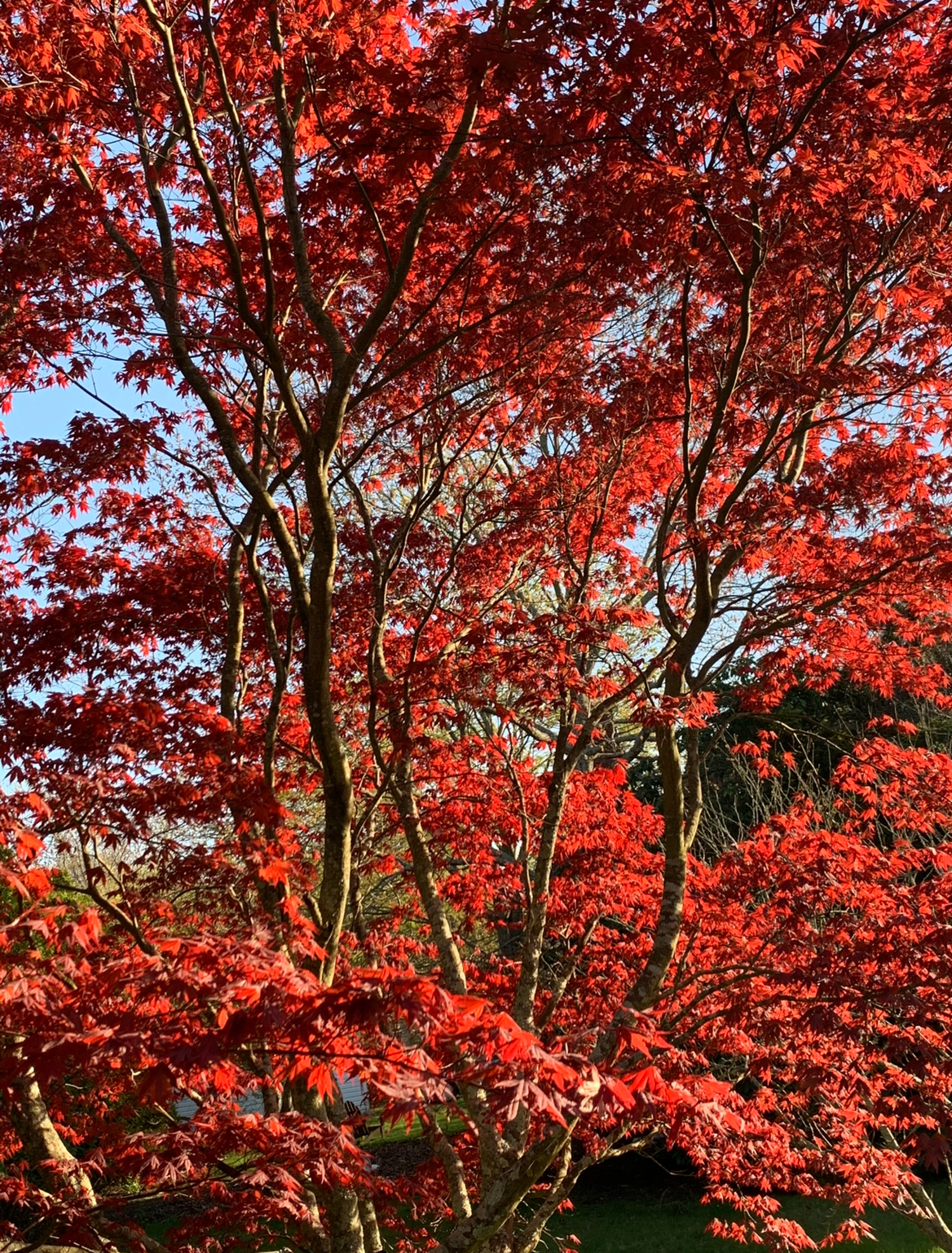The scarlet oak is known for its brilliant red foliage. COURTESY WESTHAMPTON GARDEN CLUB