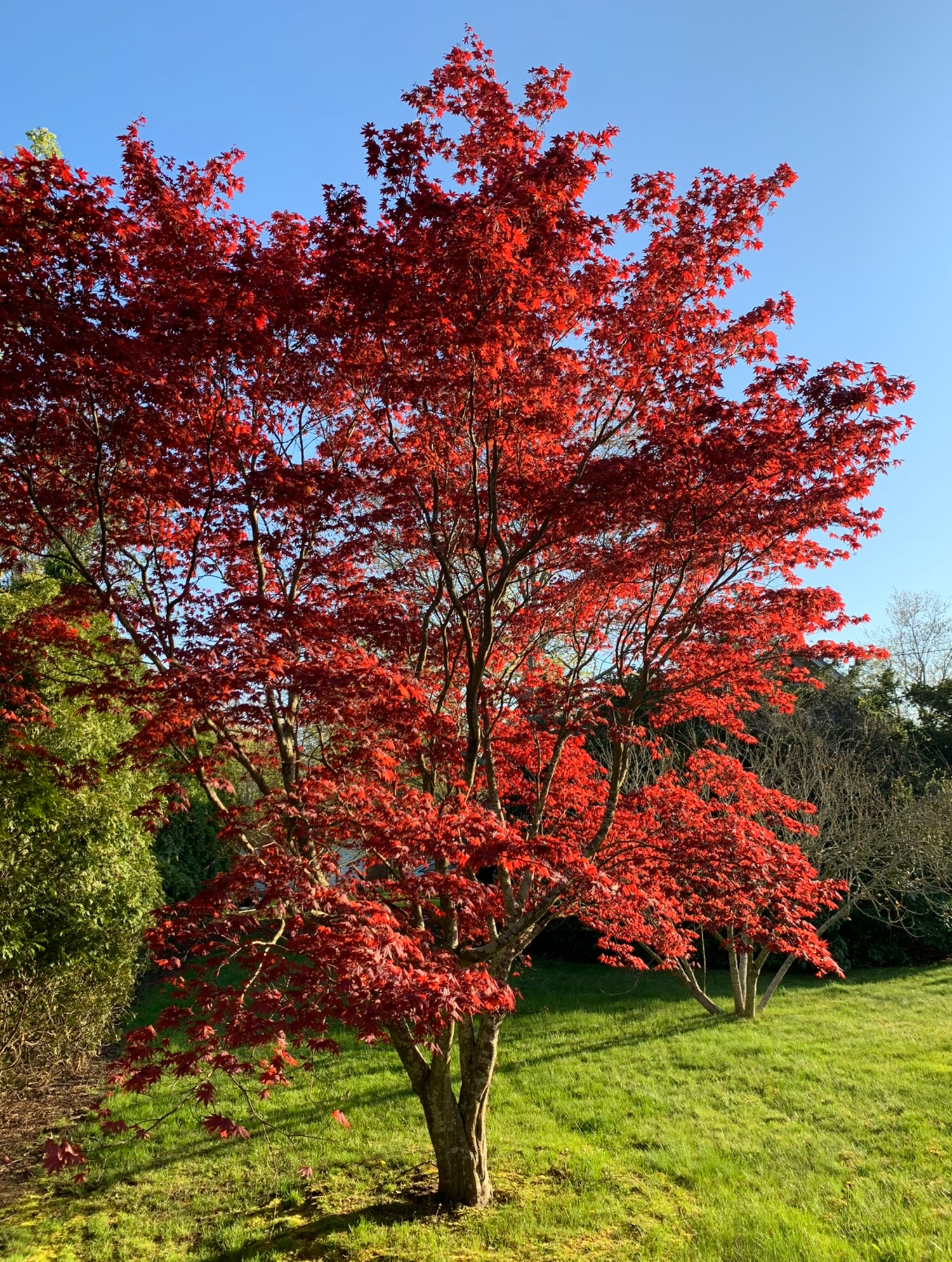The scarlet oak is known for its brilliant red foliage. COURTESY WESTHAMPTON GARDEN CLUB