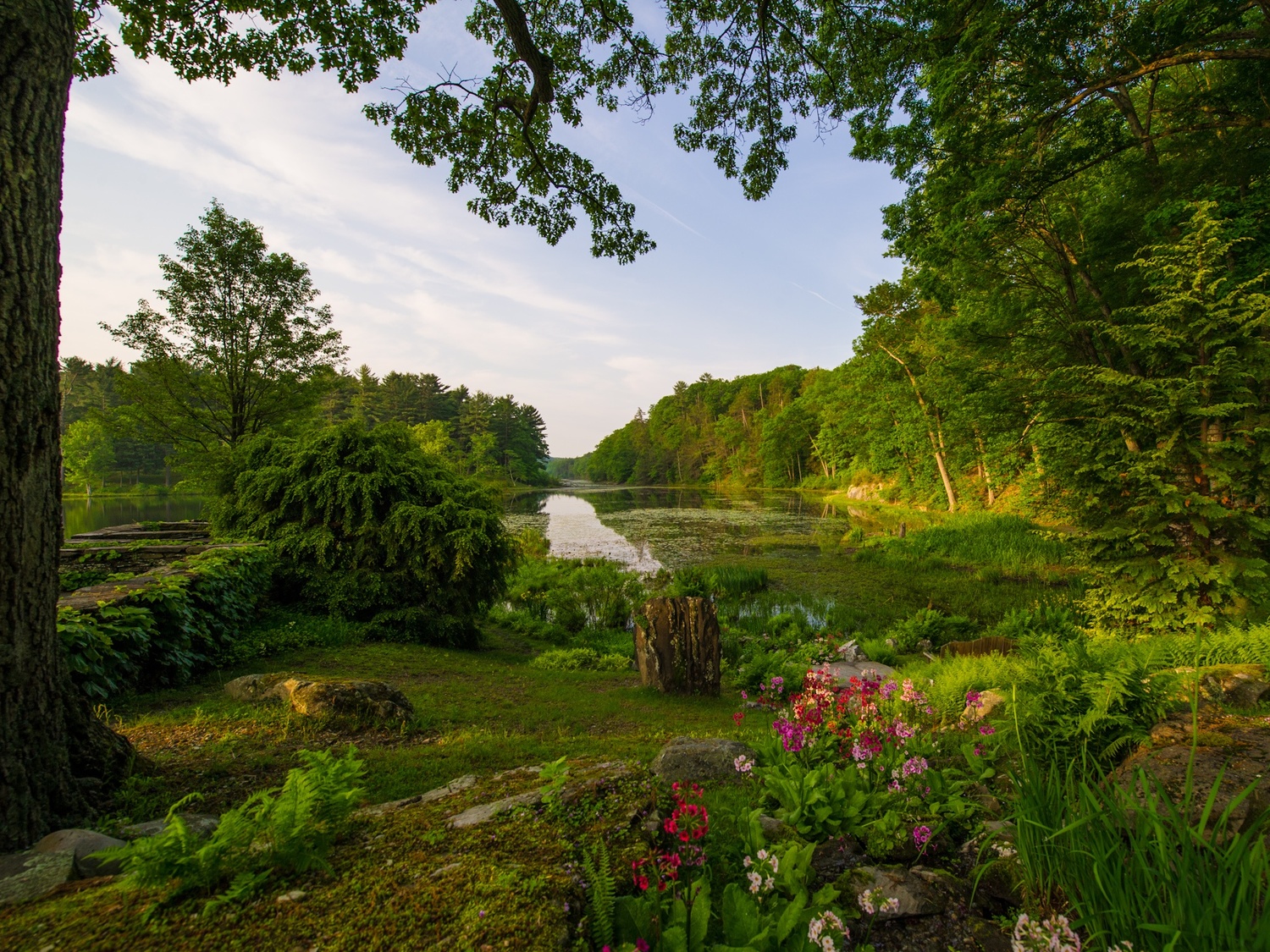 The Point with Japanese primroses in bloom, looking south over the Lotus Bog to the Channel Crossing Bridge. OLIVER COLLINS