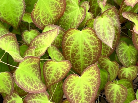 Horticultural Alliance of the Hamptons | Roundtable | Beyond Flowers: Foliage and Other Plants for Color, Texture, and Shape in the Garden all Year Long