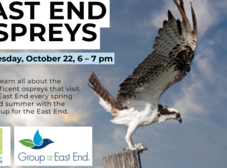 East End Ospreys