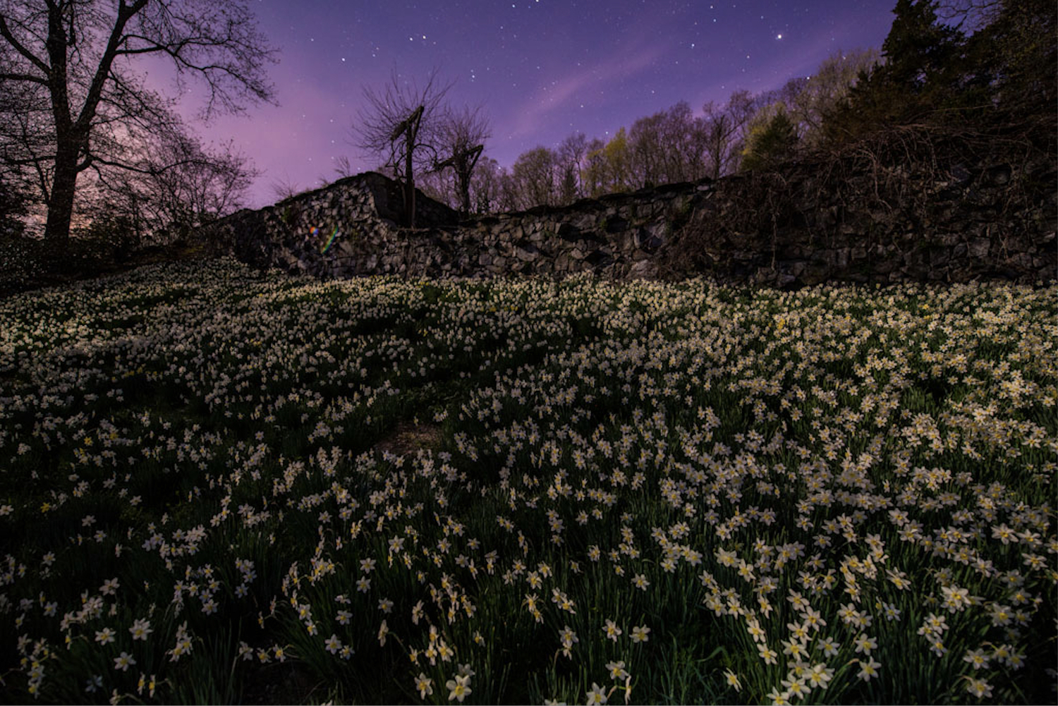 The heirloom daffodils at Innisfree Garden are a remnant of the land's earlier incarnation as a private estate. OLIVER COLLINS
