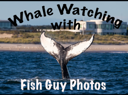 The Fish Guy talks: Whale Watching!