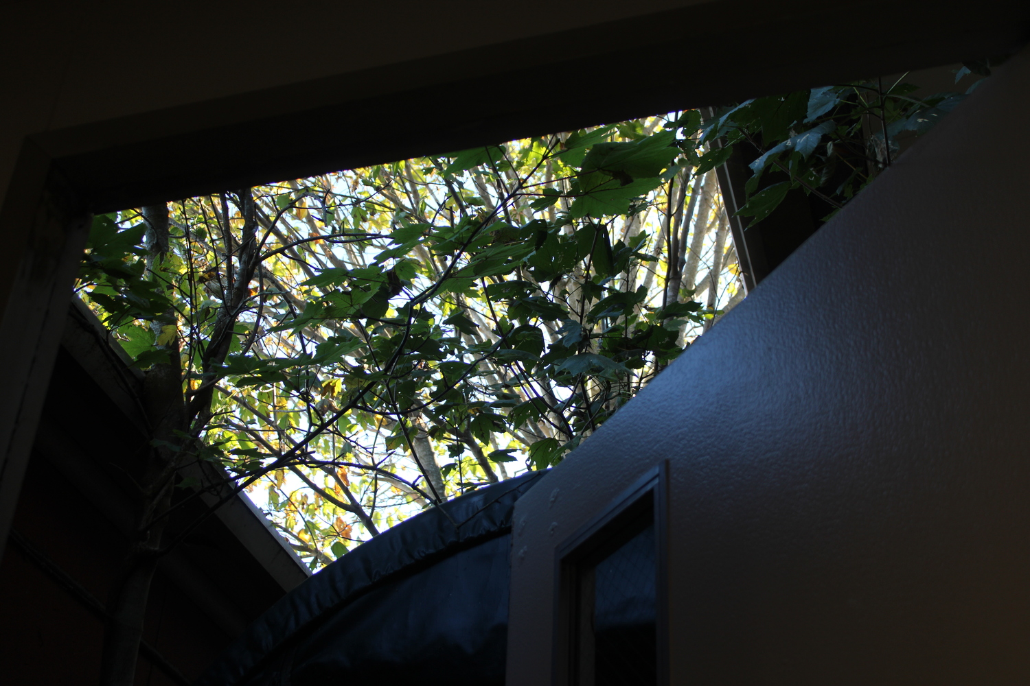 Right now, a tree is growing through a portable storage area on the Montauk School grounds. JACK MOTZ