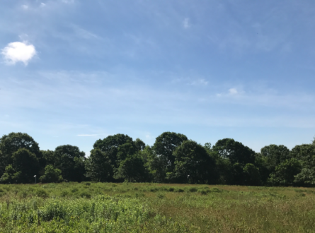 Easy Hike: Poxabogue County Park and Sagg Swamp