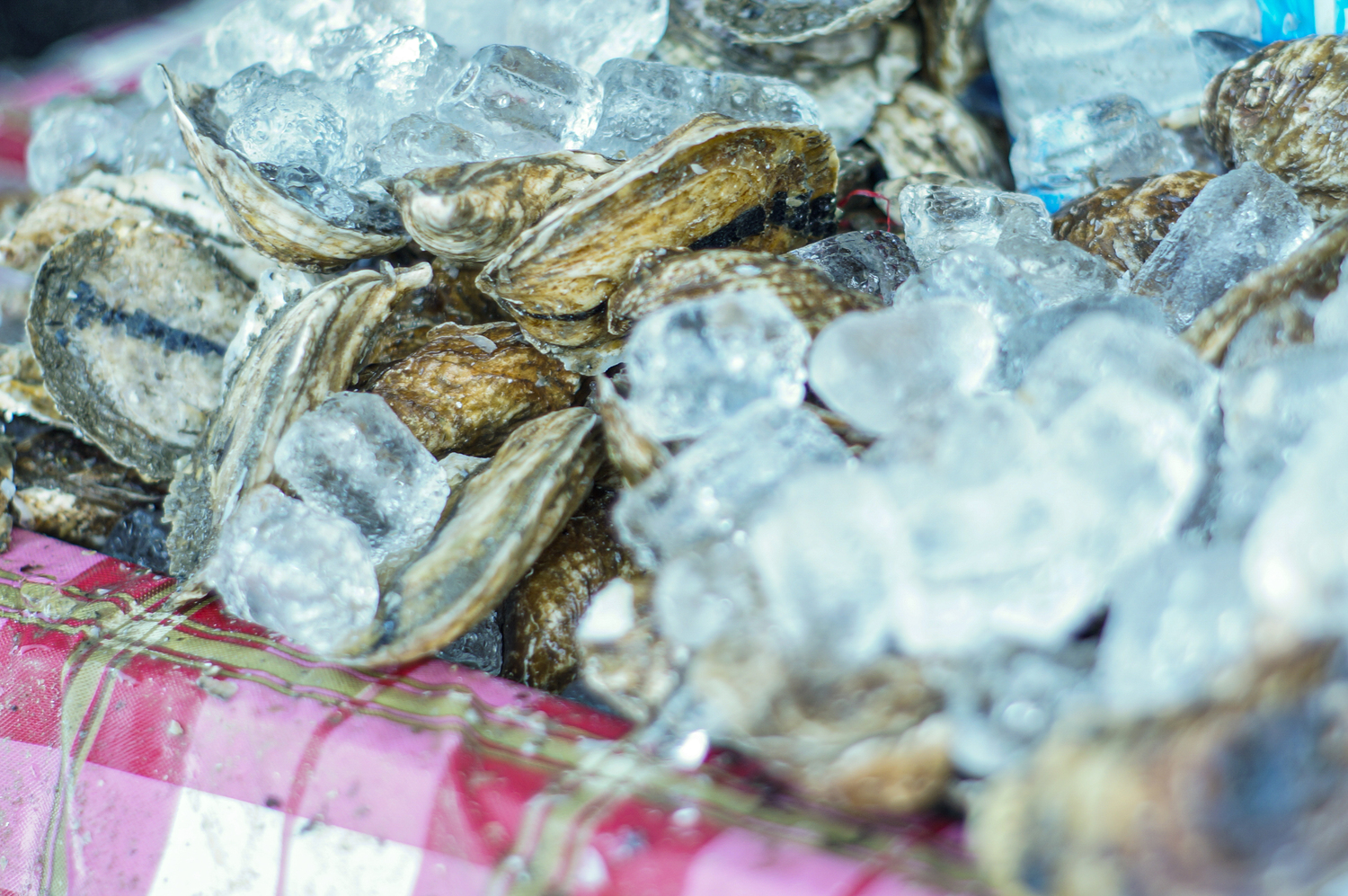 Oysters at the Oyster Bay Oyster Festival in October. J.D. Allen photo