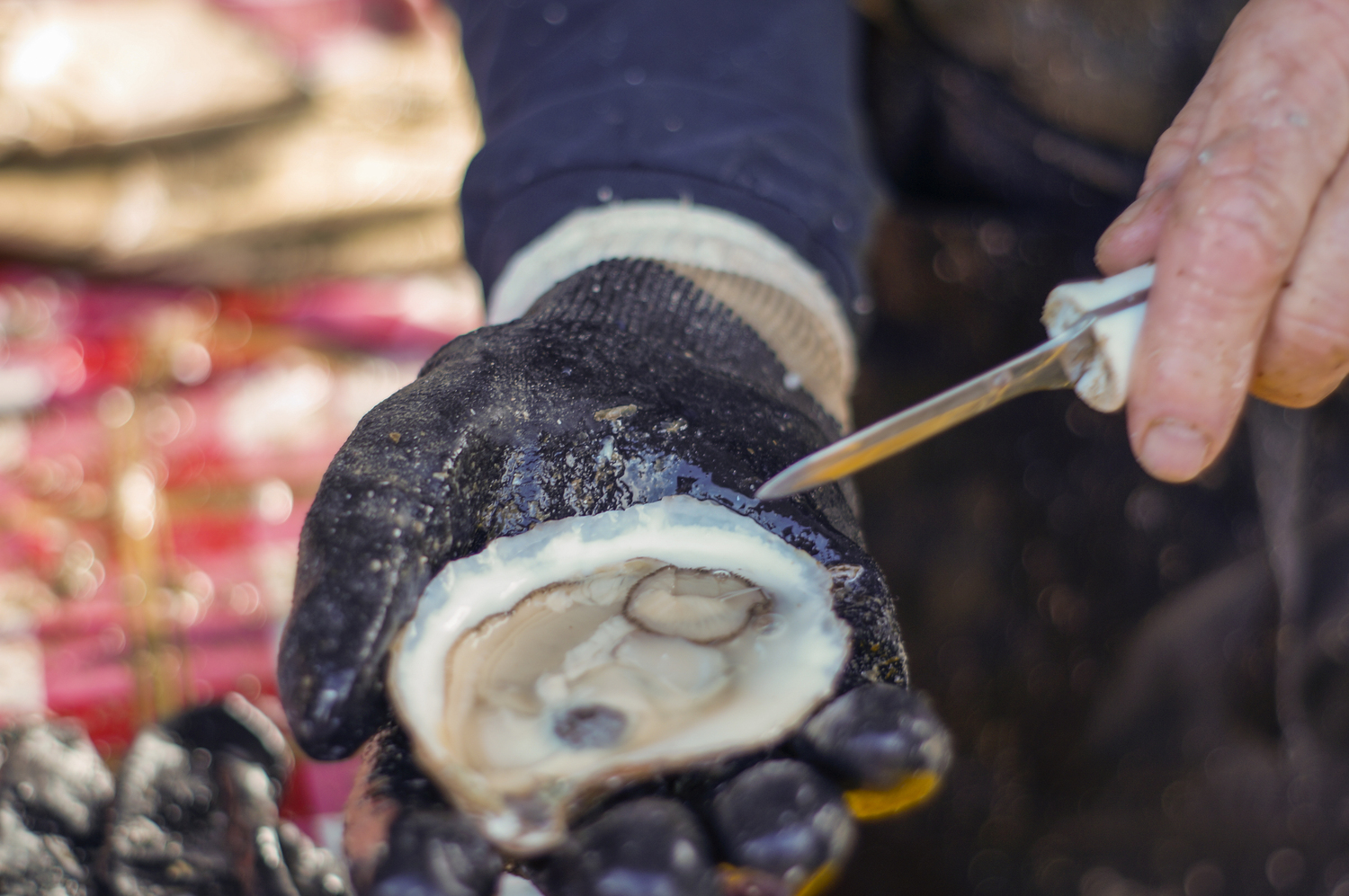 Oyster growers from across the region attend events like the Oyster Bay Oyster Festival in October, and say that winter is the time their products truly shine.