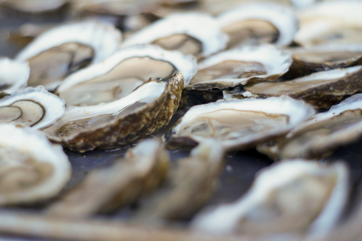 Winter Oysters: Why North Fork’s Shellfish Shine in the Offseason