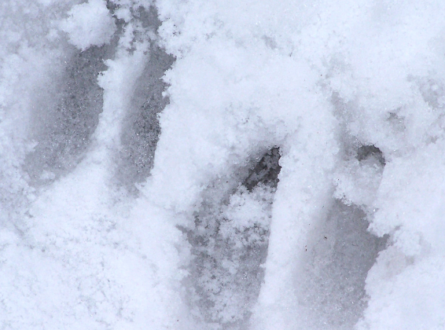 Reading Wildlife Tracks & Signs