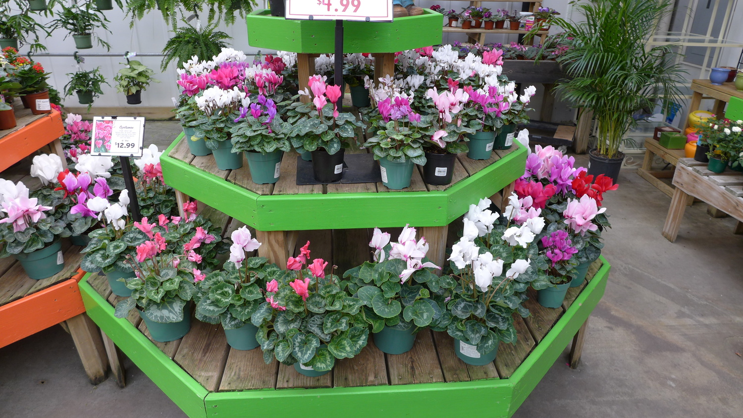 Garden centers are now filled with cyclamen like these. In 4- and 6-inch pots, they can brighten up small spots or an entire room when several are used. They prefer a cool but bright location, and will flower most of the winter before they fade. ANDREW MESSINGER