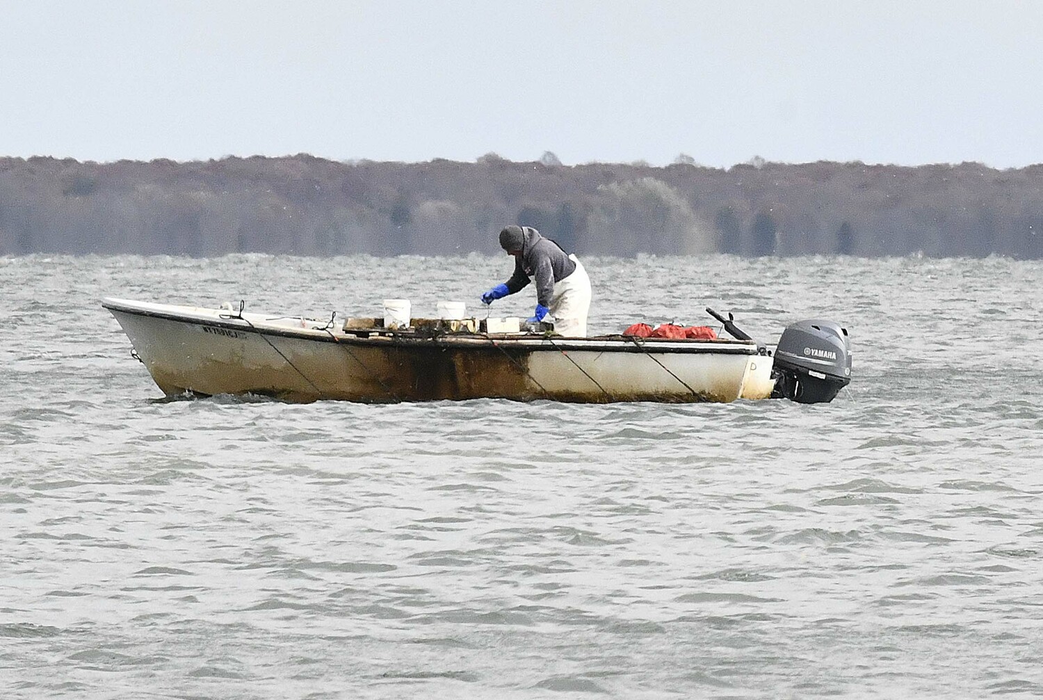 A scalloper in Shinnecock Bay on Tuesday afternoon.  DANA SHAW