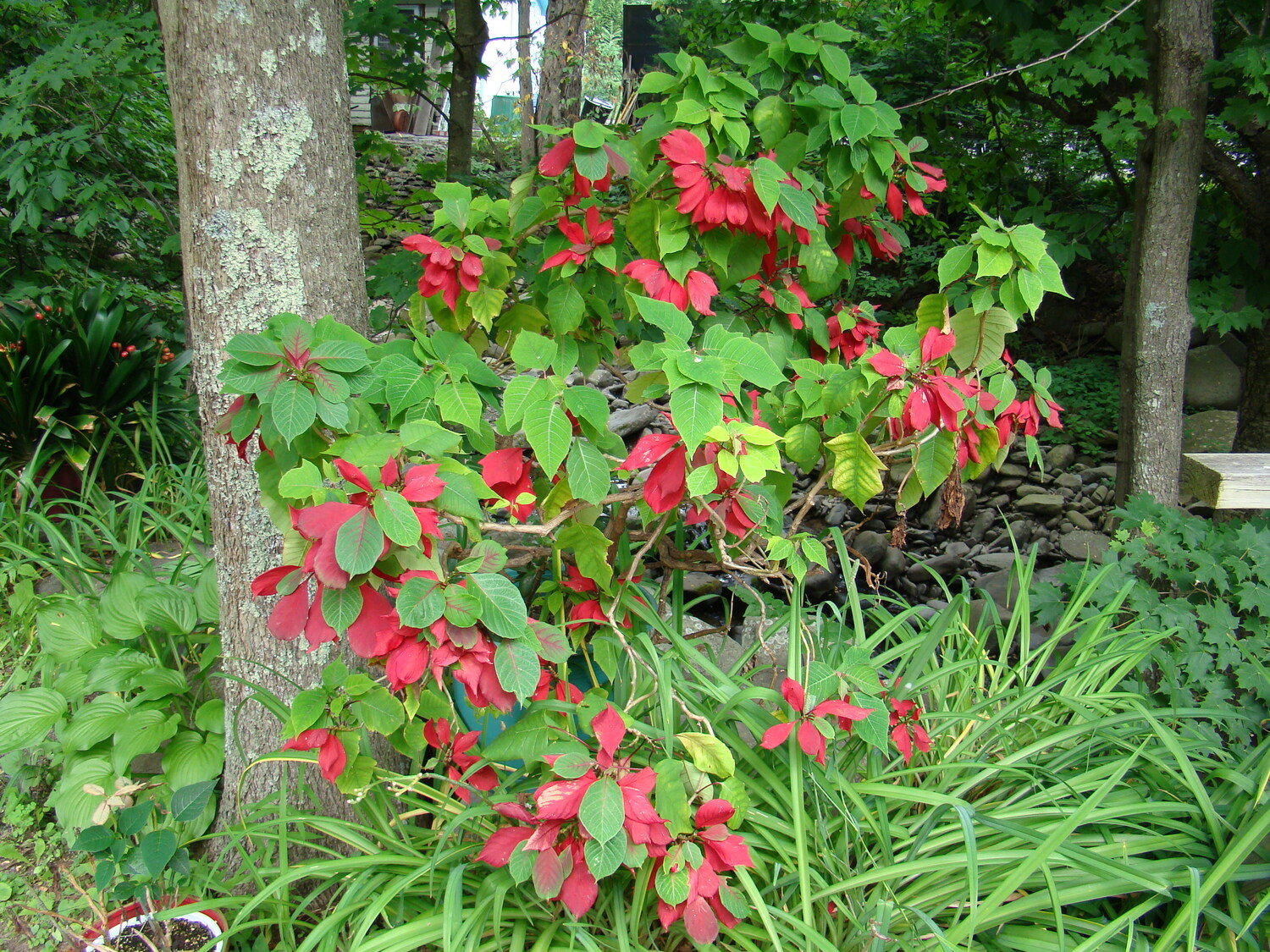 Many gardeners hold over their poinsettias in the house until early summer when they can go out in the garden in part shade. While some bracts retain color, the plant eventually will be all green. ANDREW MESSINGER
