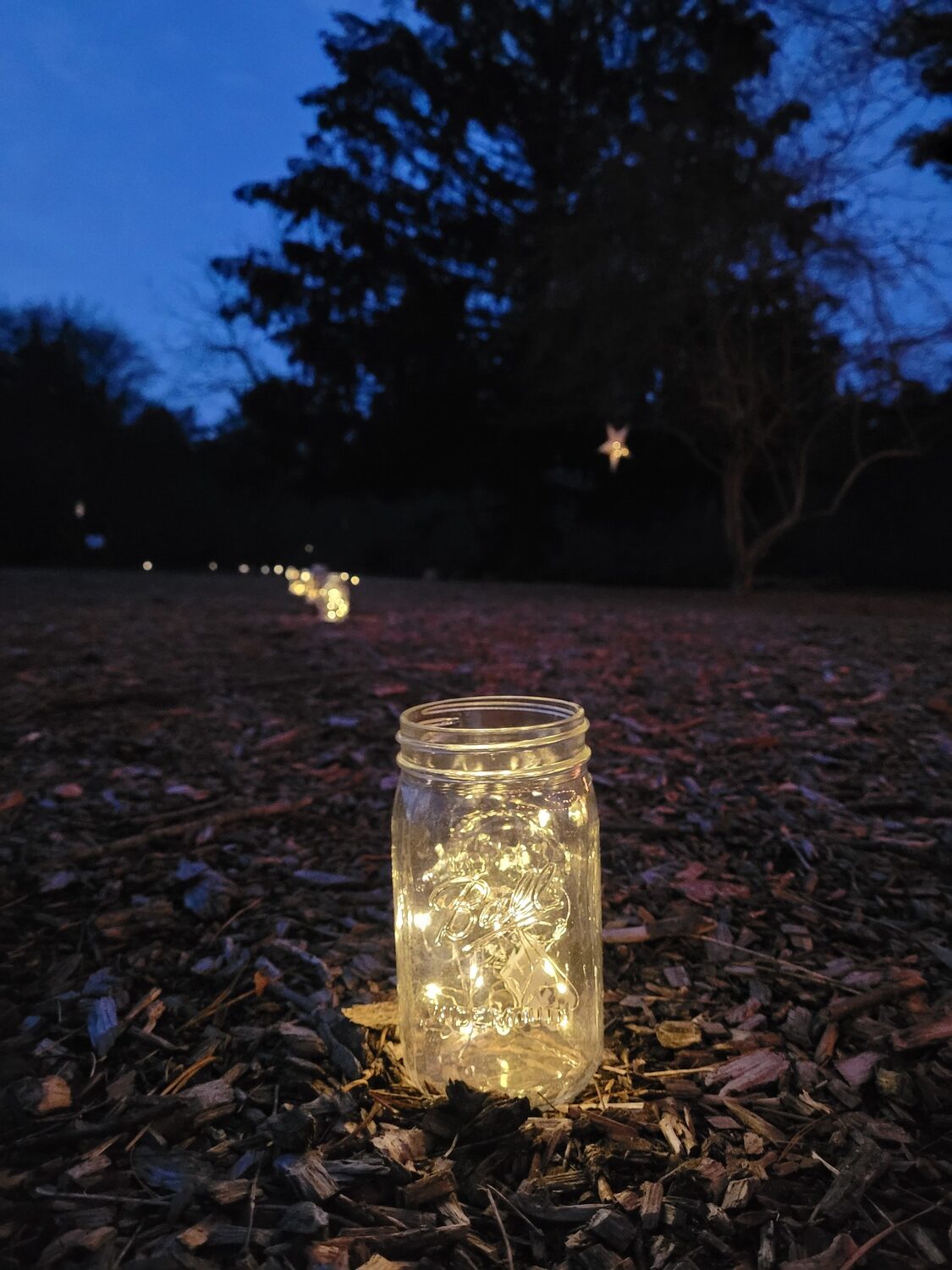 Fairy lights at the Light the Night walk. CARA FERNANDES