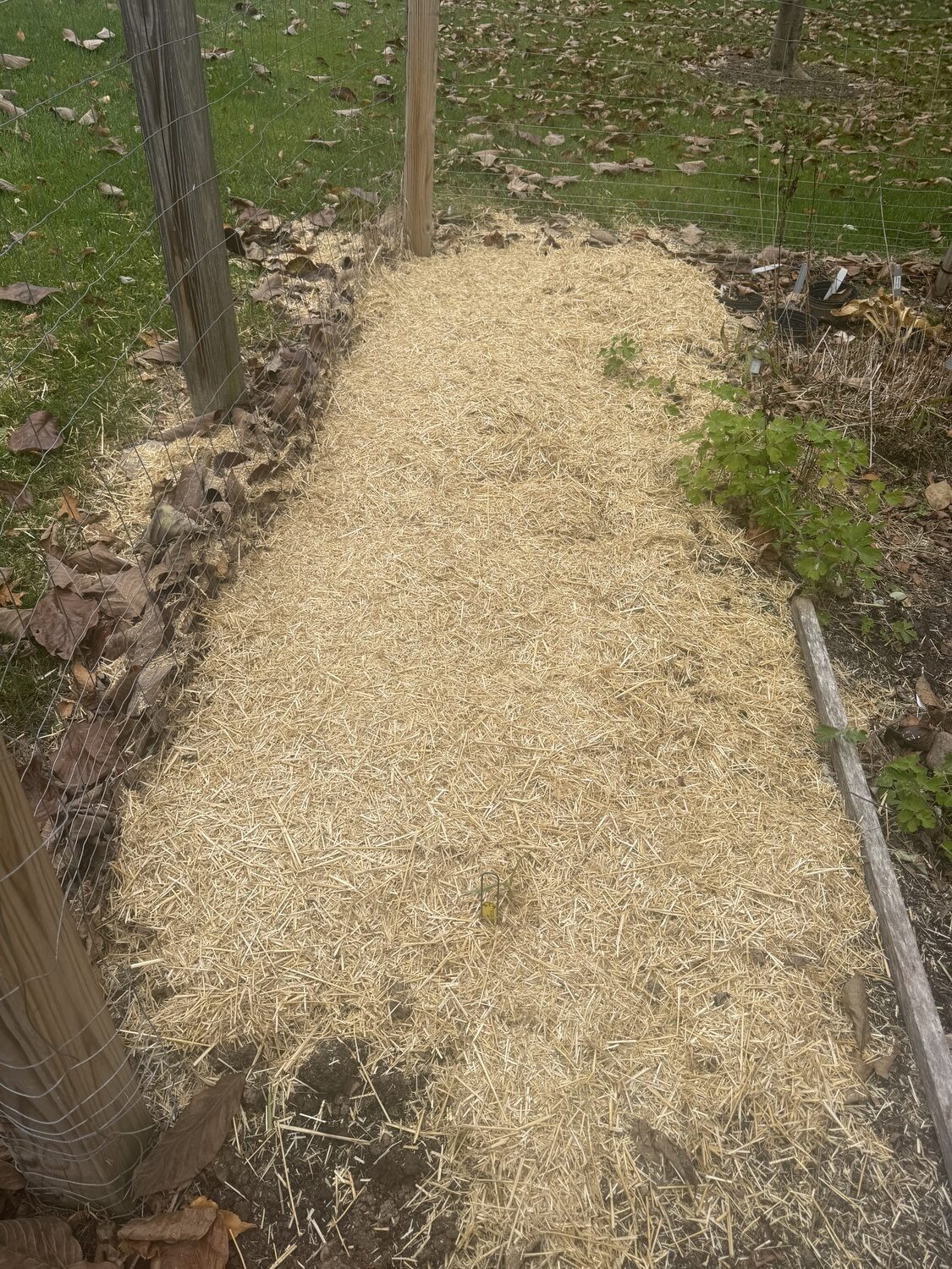 This area, which is 2 feet wide and about 8 feet long, is planted with a pound of purchased seed garlic, along with some homegrown cloves, as well. The area was fertilized, tilled and planted at the end of October. After planting 3 inches of seed, chopped staw is put on top to keep the soil temperature stable and, in the spring, it will stop weeds from germinating. It’s not uncommon for the garlic shoots to emerge after planting, then resume growing in the spring. Then, the mulch is left in place, but moved to the sides of the rows so bands of fertilizer can be added. ANDREW MESSINGER