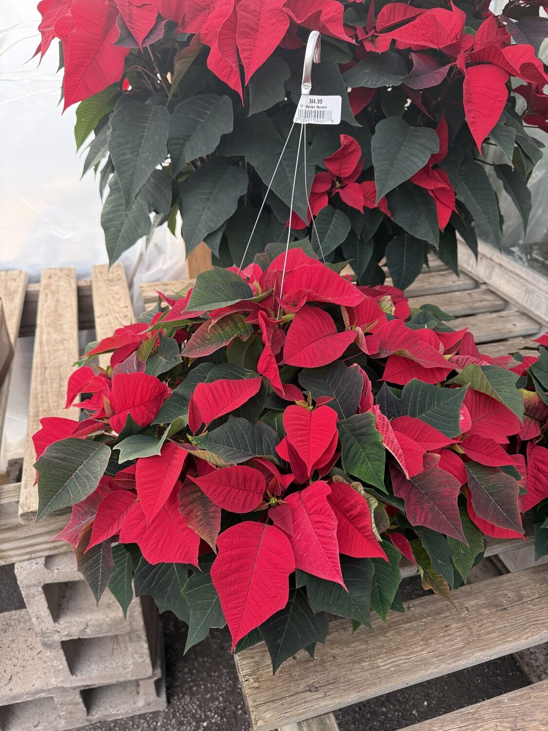 Poinsettias can also be found in hanging baskets. If you let the pot dry until the stems sag and then water them well, they can develop a more pendulous habit. ANDREW MESSINGER