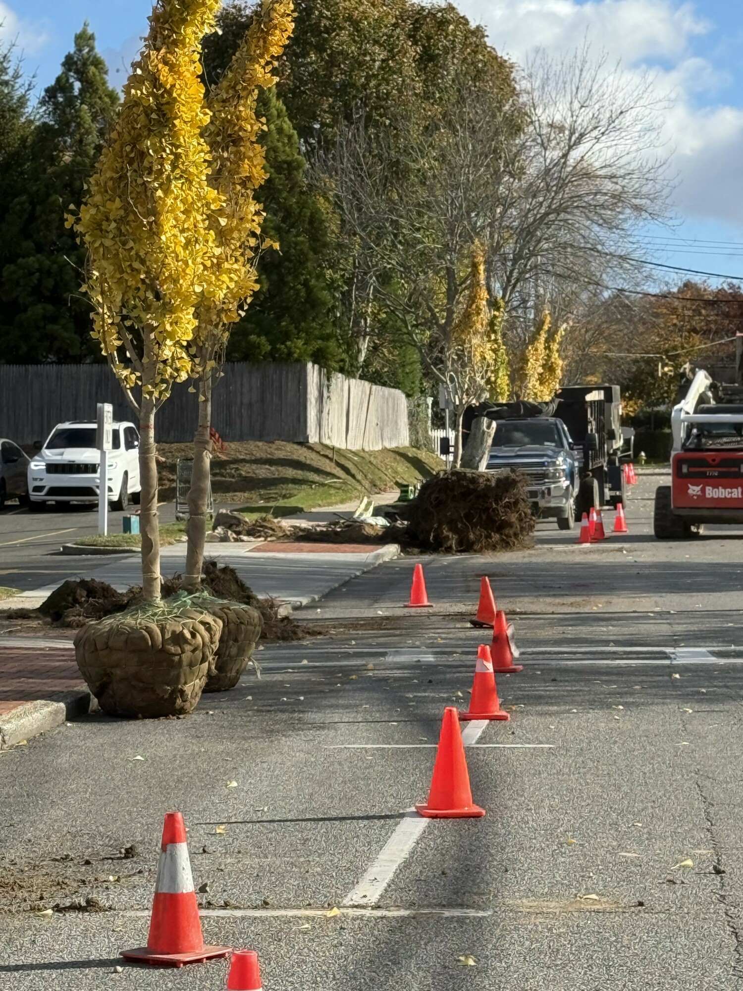 Dead and damaged trees along several streets are being replaced with new trees in Southampton Village.