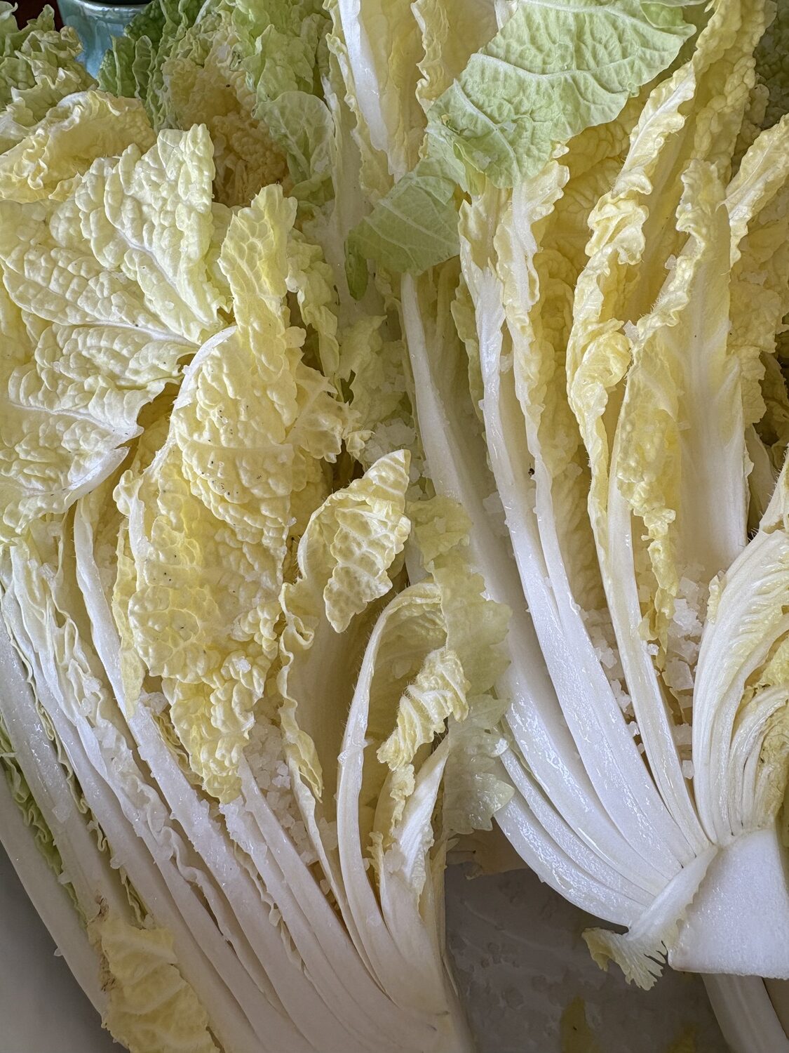 Salting the napa cabbage, grown at Marilee Foster's farm, for a batch of kimchi.