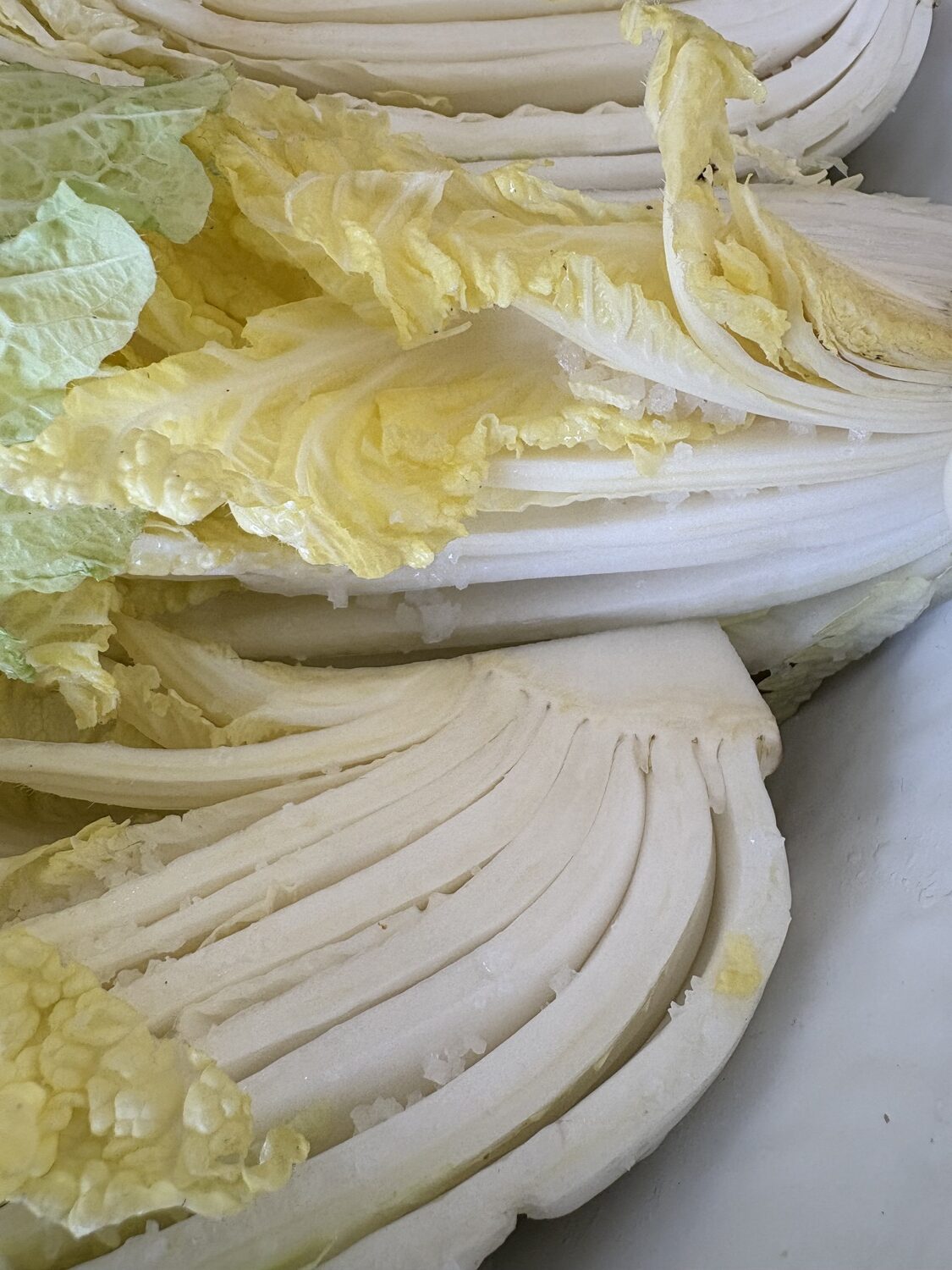 Salting the napa cabbage, grown at Marilee Foster's farm, for a batch of kimchi.