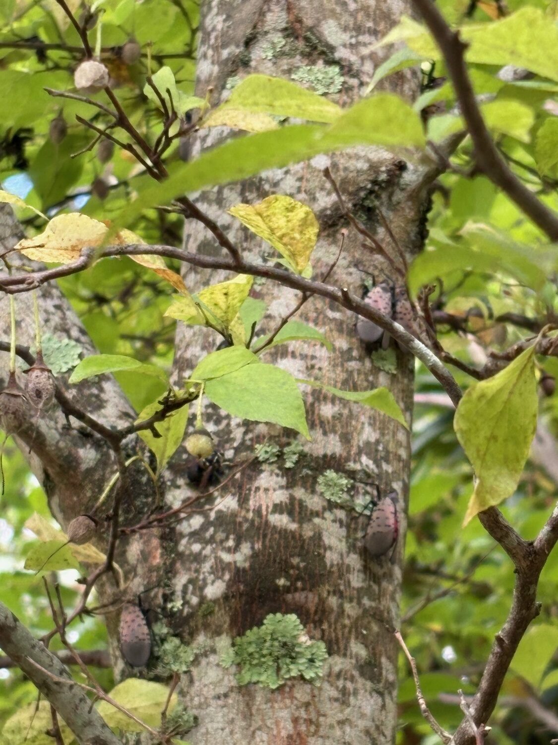 Finding a spotted lanternfly infestation can feel very worrisome, but there are ways to beat back the hordes. LINDA WHITAKER