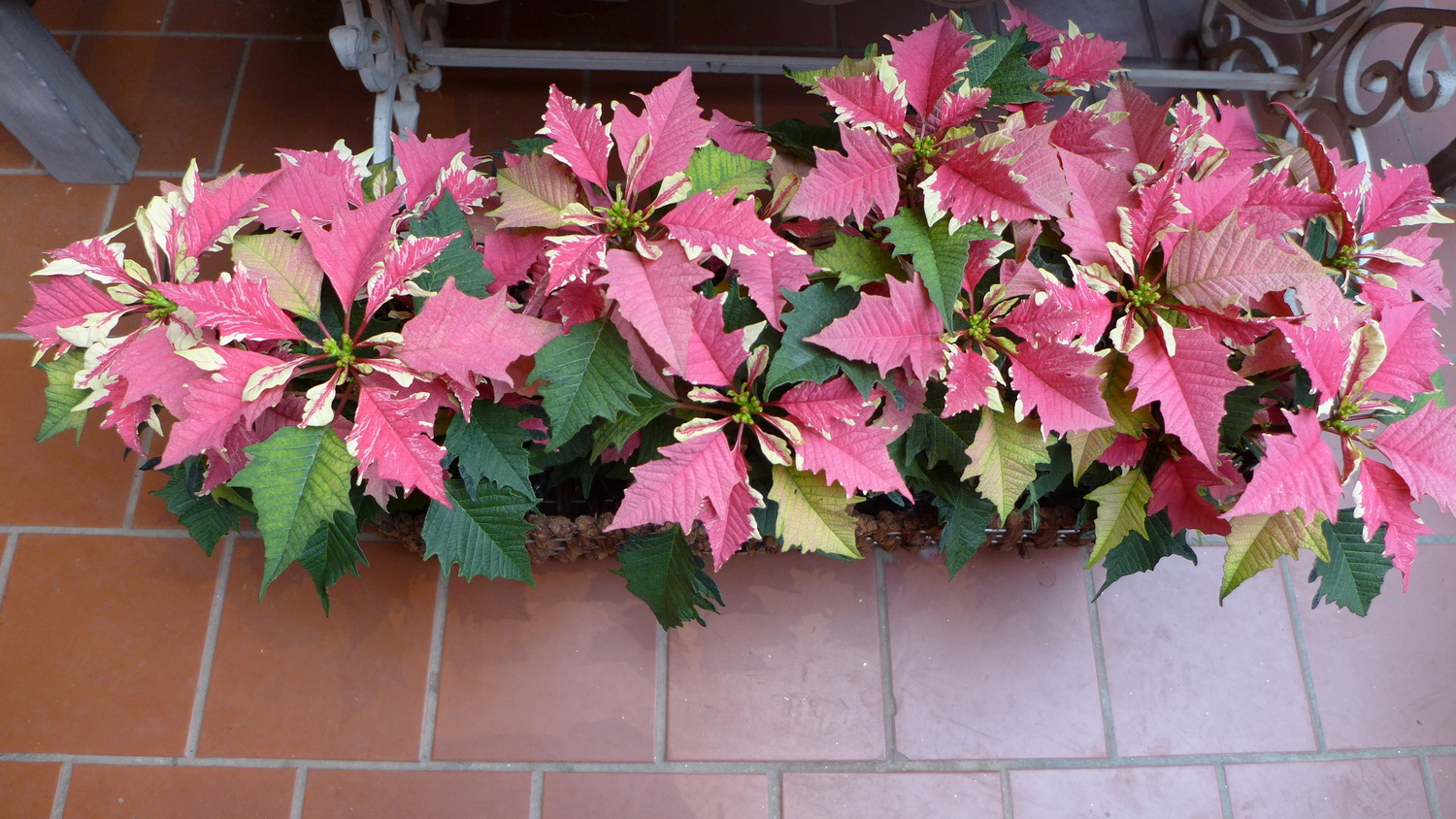 Not only are the colors on this poinsettia interesting, but a closer look at the foliage and bracts reveals serrated edges unlike the usual smooth edges. ANDREW MESSINGER