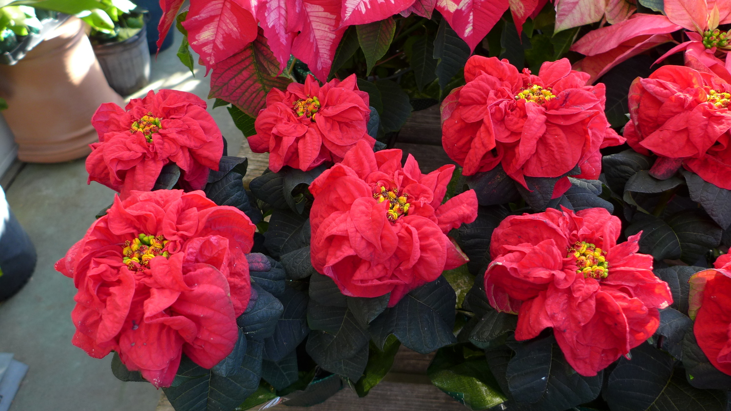 These poinsettias have been grown to one central, colorful bract instead of numerous smaller ones. The yellow bottons in the center are what the true flowers of the plant were. ANDREW MESSINGER