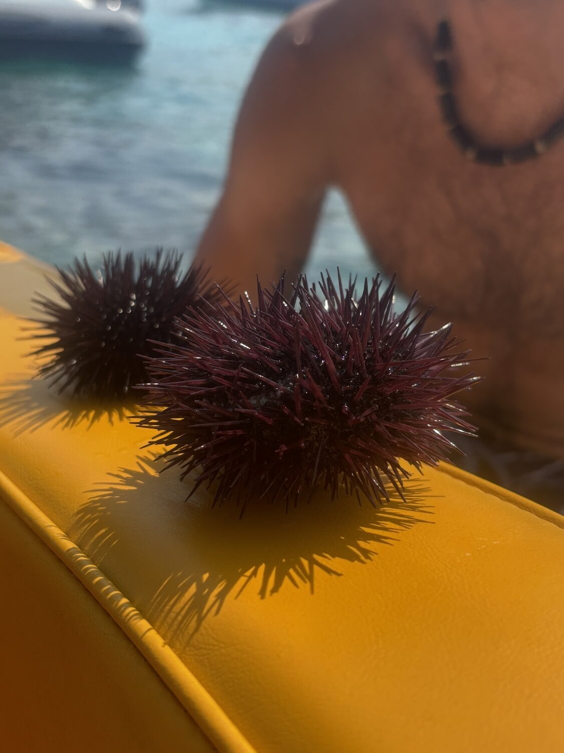 Sea urchins retrieved from a remote section of rocky outcroppings, Formicoli, and enjoyed boat side. Hannah Selinger photo