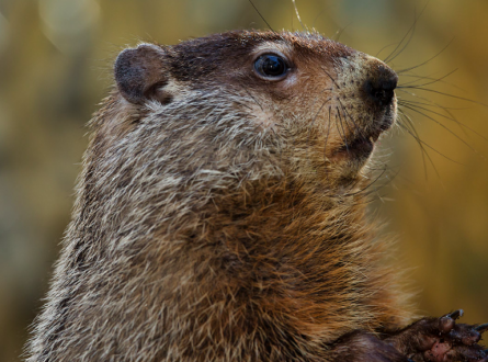 Groundhog Day at the Quogue Library