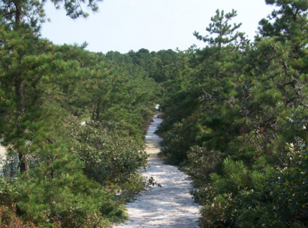 Guided Winter Hike to the Dwarf Pines