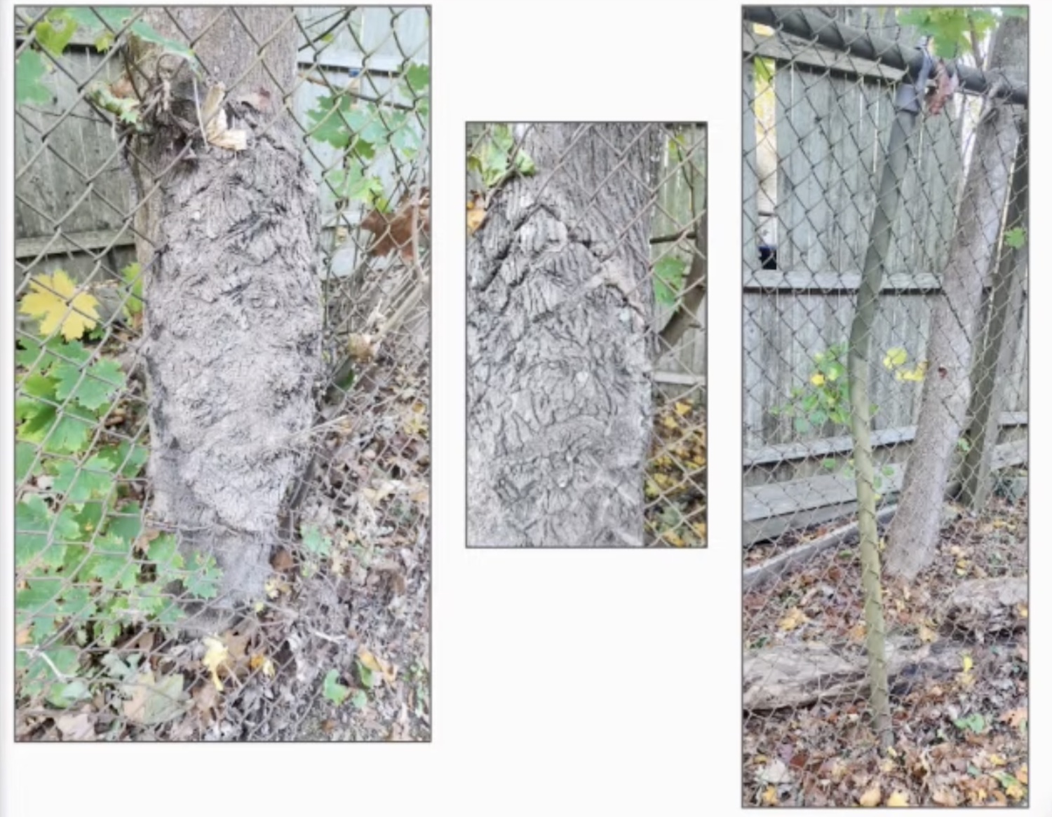 Existing fencing around Springs School is rusted, bent and in some cases overtaken by trees. SPRINGS SCHOOL DISTRICT