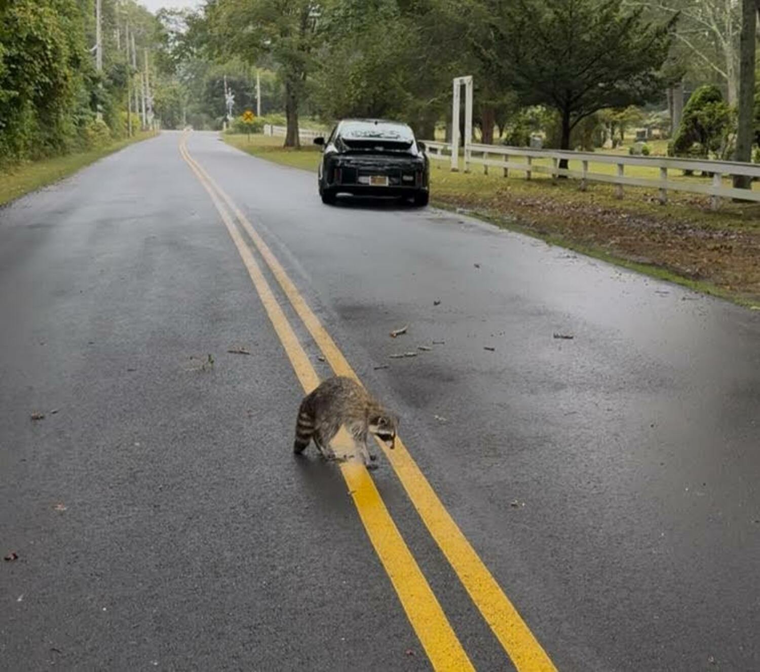 A raccoon infected with distemper in the middle of the road. COURTESY EVELYN ALEXANDER WILDLIFE RESCUE CENTER