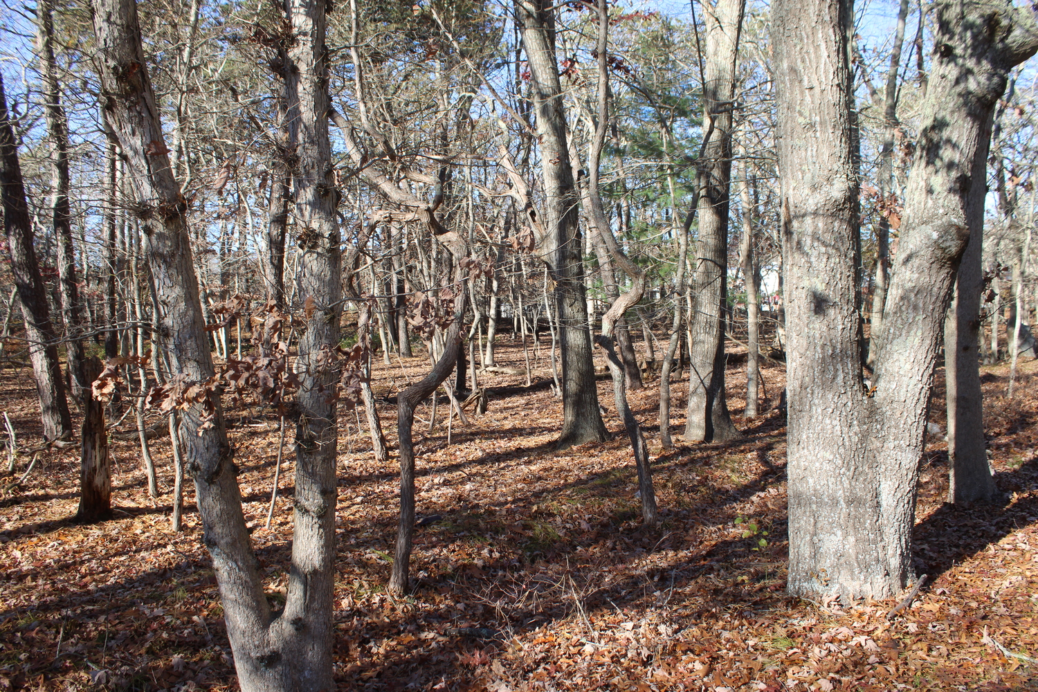 Kirby Marcantonio pitched East Hampton Village officials on staff housing at a vacant portion of the lot that houses the Department of Public Works. The vacant land abuts Jenny's Path. JACK MOTZ