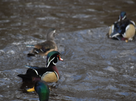 DAWN to DUSK: NYSOA Annual Winter Waterfowl Count